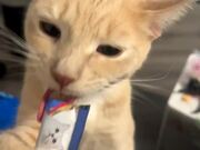Cat Watches Fellow Savoring Snack With Owner