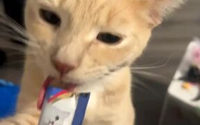 Cat Watches Fellow Savoring Snack With Owner