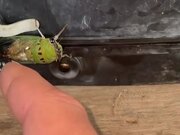 Cicada Jumps Onto Guy's Hand When He Touches It