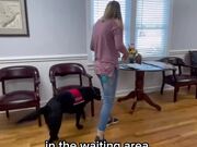 Service Dog Helps Owner With Daily Routine