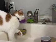 Cat Tries to Drink Water from Faucet