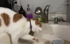 Cat Tries to Drink Water from Faucet