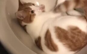 Cat Enjoys Playing in Sink and Fridge