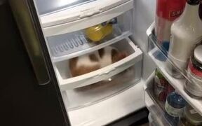 Cat Enjoys Playing in Sink and Fridge