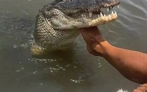 Man Plays With and Feeds Alligator