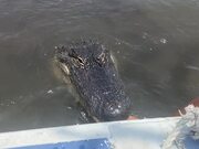 Man Plays With and Feeds Alligator
