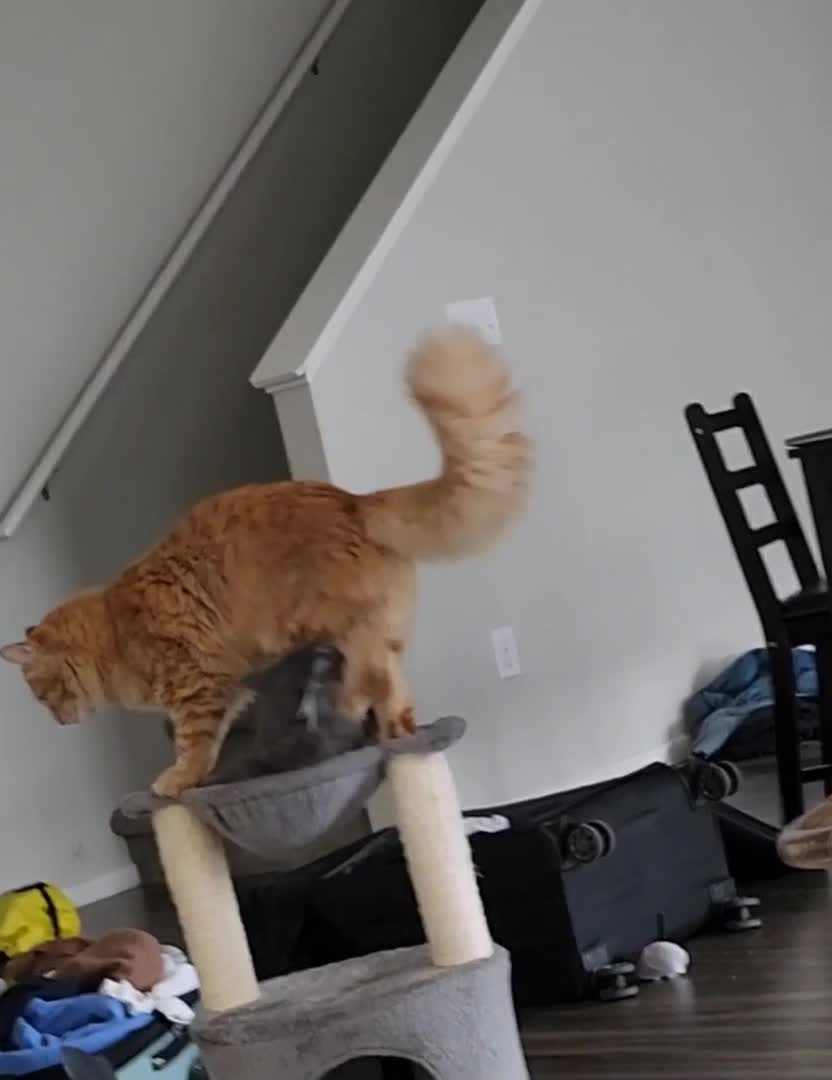 Cat Climbs on Cat Tree and Sits On Top of Sibling