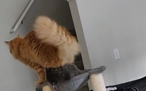 Cat Climbs on Cat Tree and Sits On Top of Sibling