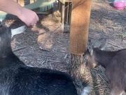 Goats Play With Woman