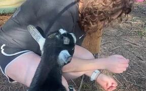 Goats Play With Woman