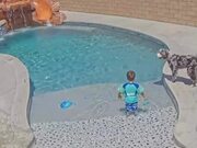 Dog Falls Face First Into Pool While Following Kid