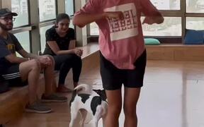 Dog Tries to Dance With Group of People