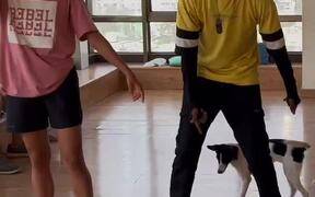 Dog Tries to Dance With Group of People