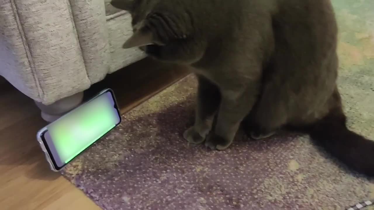 Cat Tries to Chase Squirrel Through Phone