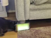 Cat Tries to Chase Squirrel Through Phone