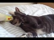 Cat and Bird Play Together