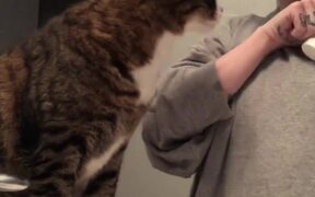 Cat Demands to Be Involved in Owner's Skincare