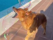 Dog Falls Inside Pool While Catching Bubbles