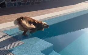 Dog Falls Inside Pool While Catching Bubbles