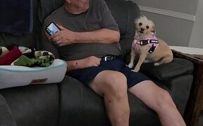 Little Dog Gets Playful With Owner
