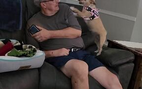 Little Dog Gets Playful With Owner