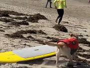 Excited Dog Runs Away With Surfboard