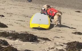 Excited Dog Runs Away With Surfboard