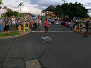 People Enjoy Watching Robotic Dog Dancing