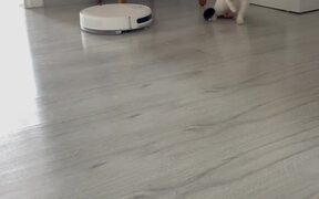 Cat Hisses at and Attacks Robotic Vacuum