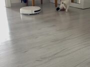 Cat Hisses at and Attacks Robotic Vacuum