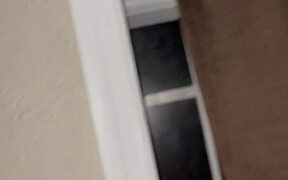 Person Watches Cat Tumbling Off Curtain Rod