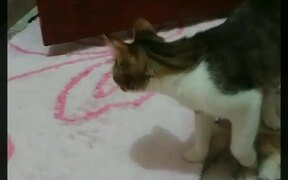 Cat Jumps and Walks Away When Person Coughs