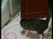 Cat Jumps and Walks Away When Person Coughs