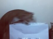 Cat Jumps Into Bag