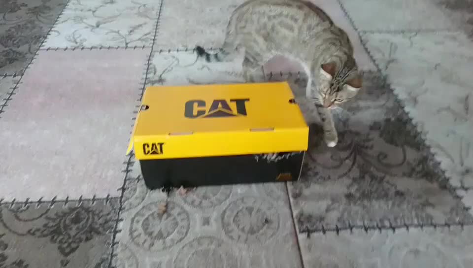 Two Cats Play Fight