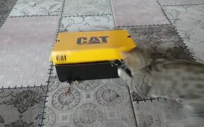 Two Cats Play Fight