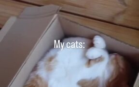 Cat Sleeps Inside Box Near Their Cat Tree