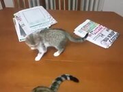 Kitten Plays With Cat's Tail