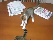 Kitten Plays With Cat's Tail