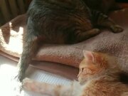 Cat Nibbles on Another Cat's Tail
