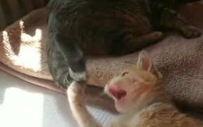 Cat Nibbles on Another Cat's Tail