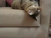 Cat Falls Out of Couch Onto Floor