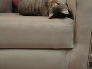 Cat Falls Out of Couch Onto Floor