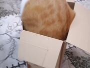 Cats Enjoy Playing With Box and Massager Toy