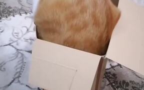 Cats Enjoy Playing With Box and Massager Toy