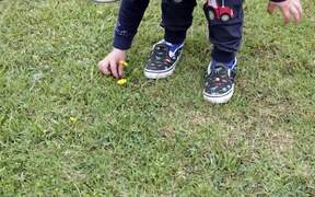 Kid Collects Dandelions in His Toy Truck From Park