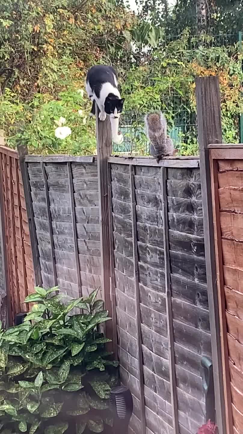 Two Cats Targeting a Lone Squirrel
