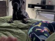 Dog Starts Complaining After Baby Touches Him