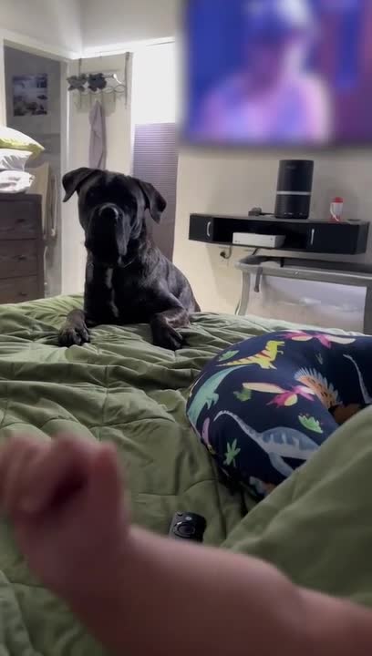 Dog Starts Complaining After Baby Touches Him