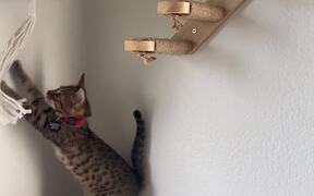 Cat Explores His New Aerial Playground